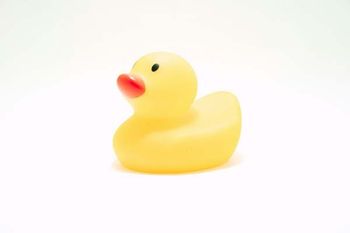 A yellow duck on a white background